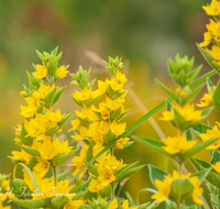 fileadmin/roha/images_galerie/Baum-natur-garten/Blumengarten-Blumen/BL-HAUSG-GOLDF-0001-D-roha-Blumen-Hausgarten-Goldfelberich-Lysimachia-punctata.png