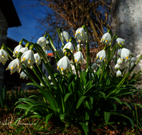 fileadmin/roha/Interessantes-in-Kurzform/ab-5-2023/BL-SCHNEEGL-0006-2-D-roha-Blumen-Schneegloeckchen-Fruehlingsknotenblume-Leucojum-vernum.png