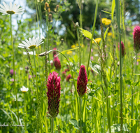 fileadmin/roha/images_galerie/Baum-natur-garten/Natur-Wildblumen-Landschaft/BL-WIESE-UF-0011-D-roha-Blumenwiese-Blutklee-Margerite.png