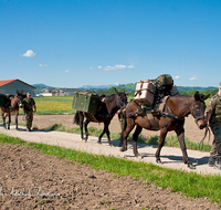 fileadmin/roha/images_galerie/brauchtum/Leonhardiritt/Holzhausen_01/BR-PFRI-HOLZ-0084-D-roha-Brauchtum-Pferdeumritt-Holzhausen-Teisendorf-Leonhardiritt-Muli-Mulitreiber.png