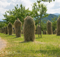 fileadmin/roha/images_galerie/Landwirtschaft/LANDW-HEU-HIEF-0004-D-roha-Landwirtschaft-Streuobstwiese-Heu-Ernte-Hiefel-Marquartstein.png