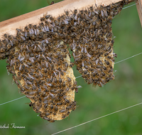 fileadmin/roha/images_galerie/Tiere/TIE-BIEN-0001-01-D-roha-Tiere-Insekten-Honig-Biene-Wabe-Apis-mellifera.png