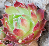 fileadmin/roha/images_galerie/Baum-natur-garten/Haus-Blumenschmuck-Deko/BL-HAUSG-HAUSW-0010-D-roha-Blumen-Hausgarten-Hauswurz-Sempervivum.png