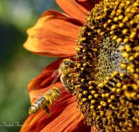 fileadmin/roha/images_galerie/Baum-natur-garten/Blumengarten-Blumen/BL-HAUSG-SONNEBL-0061-D-roha-Blumen-Hausgarten-Sonnenblume-Biene.png