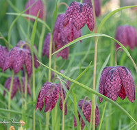 fileadmin/roha/images_galerie/Baum-natur-garten/Natur-Wildblumen-Landschaft/BL-SCHACHBR-0011-D-roha-Blume-Schachbrett-Fritillaria-meleagris-Fruehling.png