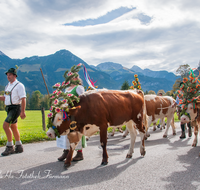 fileadmin/roha/images_galerie/brauchtum/Almabtrieb/Almabtrieb-Koenigssee/BR-ALMAB-BGD-2015-1225-02-D-roha-Brauchtum-Almabtrieb-Koenigssee-Salet-Schoenau-Fuikl-Kuh-Glocke.png