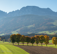 fileadmin/roha/images_galerie/orte_landschaft/Anger/Anger/Anger-Landschaft/LANDS-ANG-STEINH-0030-D-roha-Landschaft-Anger-Steinhoegl-Zwiesel-Herbst-Allee-Herbst.png