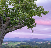 fileadmin/roha/images_galerie/Baum-natur-garten/Baeume/STIM-GIERST-SO-UN-0004-D-roha-Stimmung-Sonnenuntergang-Gierstling.png