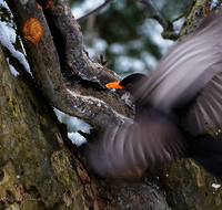 fileadmin/roha/images_galerie/Tiere/Vogel/TIE-VOEG-AMS-0011-D-roha-Tiere-Vogel-Amsel-Turdus-merula.png