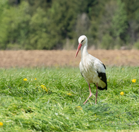 fileadmin/roha/images_galerie/Hintergrund-Download/1280x1024/TIE-VOEG-STOR-0015-D-roha-Tier-Vogel-Weiss-Storch-Ciconia-ciconia.png