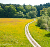 fileadmin/roha/images_galerie/orte_landschaft/Teisendorf/WEGE-TEIS-SUR-0007-D-roha-Weg-Blumenwiese-Feldweg-Teisendorf-Surspeicher.png