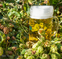 fileadmin/roha/images_galerie/kulinarisch/Wieninger/WIENINGER-HOPF-FEST-2023-1533-01-D-roha-Wieninger-Hopfenzupferfest.png