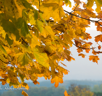 fileadmin/roha/images_galerie/Baum-natur-garten/Baeume/BAUM-AHORN-BL-0018-D-roha-Baum-Ahorn-Blatt-Herbst.png