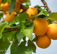 fileadmin/roha/images_galerie/Baum-natur-garten/Baeume/BAUM-APR-0003-D-roha-Baum-Obst-Aprikose-Frucht.png