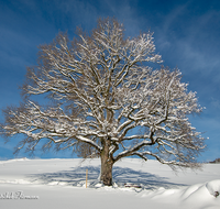 fileadmin/roha/images_galerie/Baum-natur-garten/Baeume/BAUM-WINT-AN-HOEGL-0002-D-roha-Baum-Winter-Quercus-Eiche-Anger-Hoegl.png