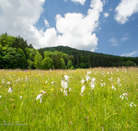 fileadmin/roha/images_galerie/orte_landschaft/Anger/Anger/Anger-Landschaft/BL-WIESE-ANG-REIT-WOLLGR-0005-D-roha-Blumenwiese-Anger-Reitberg-Wollgras.png