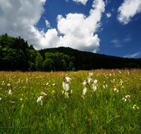 fileadmin/roha/images_galerie/orte_landschaft/Anger/Anger/Anger-Landschaft/BL-WIESE-ANG-REIT-WOLLGR-0005-D-roha-Blumenwiese-Anger-Reitberg-Wollgras.png