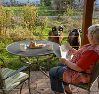 fileadmin/roha/images_galerie/Menschen/MEN-TIER-GARTEN-SCHA-0001-D-roha-Menschen-Schaf-Kaffeetisch-Terrasse.png