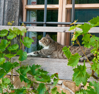 fileadmin/roha/images_galerie/Tiere/TIE-KATZ-0003-D-roha-Tiere-Katze-Fenster-Wein-Staude.png