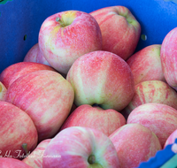 fileadmin/roha/images_galerie/Baum-natur-garten/Gemuese-Garten-Kraeuter-neu/AN-MARKT-APF-0001-D-roha-Anger-Markt-Obst-Apfel.png