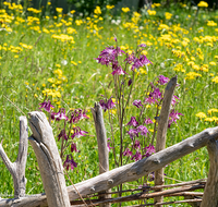 fileadmin/roha/images_galerie/Baum-natur-garten/Blumengarten-Blumen/BL-HAUSG-AKEL-0008-D-roha-Blume-Hausgarten-Akelei-Aquilegia-Schwemmholz-Zaun.png