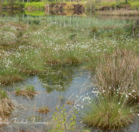 fileadmin/roha/images_galerie/orte_landschaft/Petting/Schoenramer-Moor/PE-SCHOENR-MOOR-0020-00-1-D-roha-Petting-Schoenramer-Moor-See-Fruehjahr-Wasser-Binsen.png