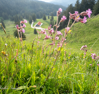 fileadmin/roha/images_galerie/orte_landschaft/Stoisser-Alm/TEI-STO-BL-0001-D-roha-Teisendorf-Anger-Stoisser-Alm-Lichtnelke-Silene-dioica.png