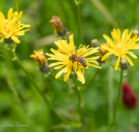 fileadmin/roha/images_galerie/Tiere/TIE-BIEN-0028-D-roha-Tiere-Insekten-Honig-Biene-Apis-mellifera-Pollen-Habichtskraut.png