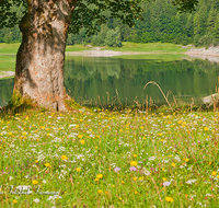 fileadmin/roha/images_galerie/Baum-natur-garten/Baeume/BAUM-0009-D-roha-Baum-Stamm-Wasser-See-Ufer-Blumenwiese-Loedensee-Ruhpolding.png