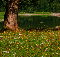 fileadmin/roha/images_galerie/Baum-natur-garten/Baeume/BAUM-0009-D-roha-Baum-Stamm-Wasser-See-Ufer-Blumenwiese-Loedensee-Ruhpolding.png