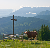 fileadmin/roha/images_galerie/orte_landschaft/Stoisser-Alm/TEI-STO-KUH-0022-D-roha-Teisendorf-Anger-Stoisser-Alm-Gipfelkreuz-Kuh-Untersberg.png