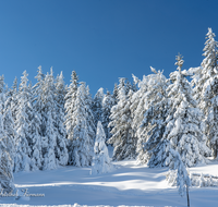 fileadmin/roha/images_galerie/Winter/WINT-BGD-ROS-0006-D-roha-Winter-Wald-Berchtesgaden-Schnee-Fichten-Rossfeld.png