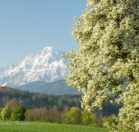 fileadmin/roha/images_galerie/Baum-natur-garten/Baeume/BAUM-BIRN-0024-05-D-roha-Baum-Birne-Obst-bluehen-Fruehling-Hochstaufen-Teisendorf.png