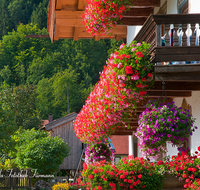 fileadmin/roha/images_galerie/orte_landschaft/Bergen/BERG-BUMENSCHM-0001-D-roha-Bergen-Blumenschmuck-Balkon-Geranien-rot-Bauernhaus.png