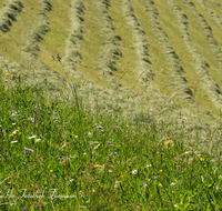 fileadmin/roha/images_galerie/Landwirtschaft/LANDW-EXPON-FUER-0017-D-roha-Landwirtschaft-exponiert-Anger-Fuermann-Alm-Heu-Blumenwiese.png