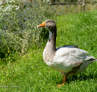 fileadmin/roha/images_galerie/Tiere/TIE-VOEG-GANS-0002-D-roha-Tiere-Voegel-Gans-Anserinae-Wiese.png