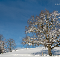 fileadmin/roha/images_galerie/Hintergrund-Download/2048x1152/BAUM-WINT-AN-HOEGL-0001-D-roha-Baum-Winter-Quercus-Eiche-Anger-Hoegl.png