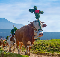 fileadmin/roha/images_galerie/brauchtum/Almabtrieb/Almabtrieb-Stoisser-Alm/BR-ALMAB-STOISS-0031-1-D-M-roha-Brauchtum-Almabtrieb-Fuikl-Stoisser-Alm-Teisendorf-Anger-Stoisseralm-Zwiesel-Teisenberg.png