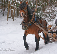 fileadmin/roha/images_galerie/Landwirtschaft/Forst-Holzknecht/HOLZKNE-HAM-PFERD-0002-D-roha-Holzknecht-Pferd-Schlitten-Winter-Siegsdorf-Hammer-Winterzug.png