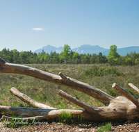 fileadmin/roha/images_galerie/Baum-natur-garten/Baeume/PE-SCHOENR-MOOR-0061-D-roha-Petting-Schoenramer-Moor-Totholz-baumstamm-Hochstaufen-Zwiesel-Teisenberg.png