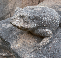 fileadmin/roha/images_galerie/orte_landschaft/Salzburg/Mirabell-Zwergerlgarten/SA-MIRA-GART-0004-8-D-roha-Salzburg-Mirabell-Schloss-Garten-Marmor-Statue-Frosch.png