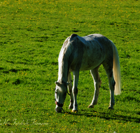 fileadmin/roha/images_galerie/Tiere/Kuh-Schaf-Pferd-Ziege/TIE-PFERD-0003-D-roha-Tiere-Pferd-Fruehling-Wiese-Weide.png