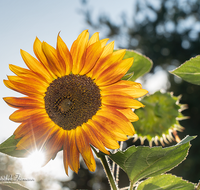 fileadmin/roha/images_galerie/Baum-natur-garten/Blumengarten-Blumen/BL-HAUSG-SONNEBL-0033-D-roha-Blumen-Hausgarten-Sonnenblume.png