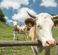 fileadmin/roha/images_galerie/Tiere/Kuh-Schaf-Pferd-Ziege/SCHLECH-OBER-BRU-ALM-KU-0017-D-roha-Schleching-Oberauer-Brunst-Alm-Kuh.png