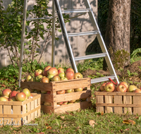 fileadmin/roha/images_galerie/Baum-natur-garten/Baeume/BAUM-APFEL-OBST-0030-D-roha-Baum-Obst-Apfelbaum-Apfel-Ernte-Obstkiste-Leiter.png