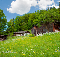 fileadmin/roha/images_galerie/orte_landschaft/Berchtesgaden/Jenner-Schoenau/BGD-VORDERBR-0002-D-roha-Berchtesgaden-Schoenau-Vorderbrand-Bauernhof-Blumenwiese-Fruehling.png