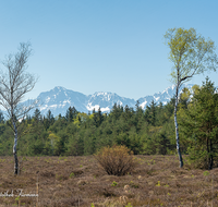 fileadmin/roha/images_galerie/orte_landschaft/Petting/Schoenramer-Moor/PE-SCHOENR-MOOR-0026-01-D-roha-Petting-Schoenramer-Moor-Fruehling-Hochstaufen-Zwiesel.png