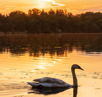 fileadmin/roha/random/galerie/SO-UN-ABTSD-0003-2019-01-D-roha-Sonnenuntergang-Abtsdorfer-See-Schwan.png