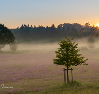 fileadmin/roha/Interessantes-in-Kurzform/ab-4-2021/SON-AU-PAT-KOTH-0001-0530-01-D-roha-Sonnenaufgang-Kothbruenning-Patting-Blumenwiese.png