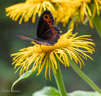 fileadmin/roha/images_galerie/Tiere/Insekten/TIE-SCHMETT-WEI-MO-0003-D-roha-Tier-Schmetterling-Mohrenfalter.png